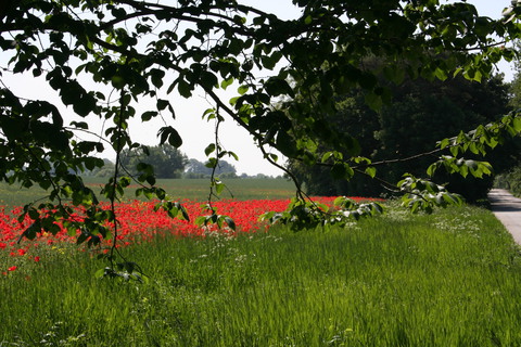 Galerie-Bild von Anne Vehres