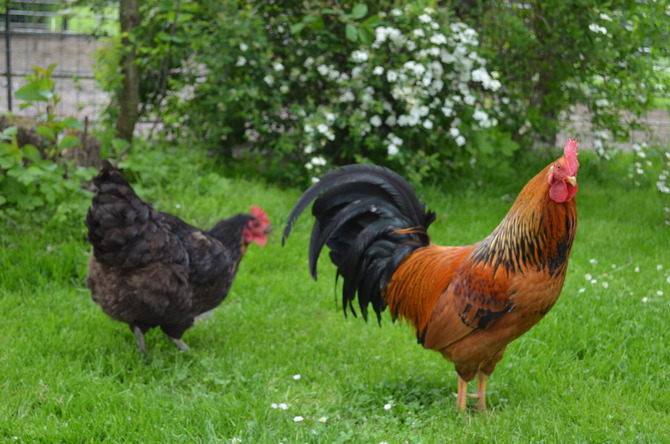 Ferienwohnung in Wangels - Bauernhof Blunck - unsere Hühner