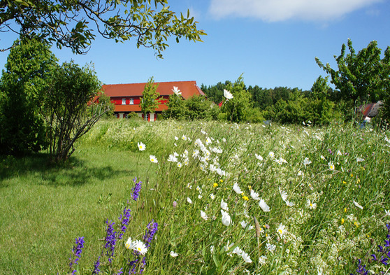 Ferienwohnung in Dranske - Feriendorf am Bakenberg 3 - Weiler mit Ferienhaus