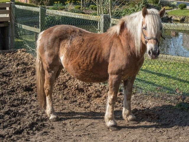 Ferienwohnung in Fehmarn OT Petersdorf - G&auml;stehaus Nielson - Wohnung "Buschwindr&ouml;schen" - Bild 17