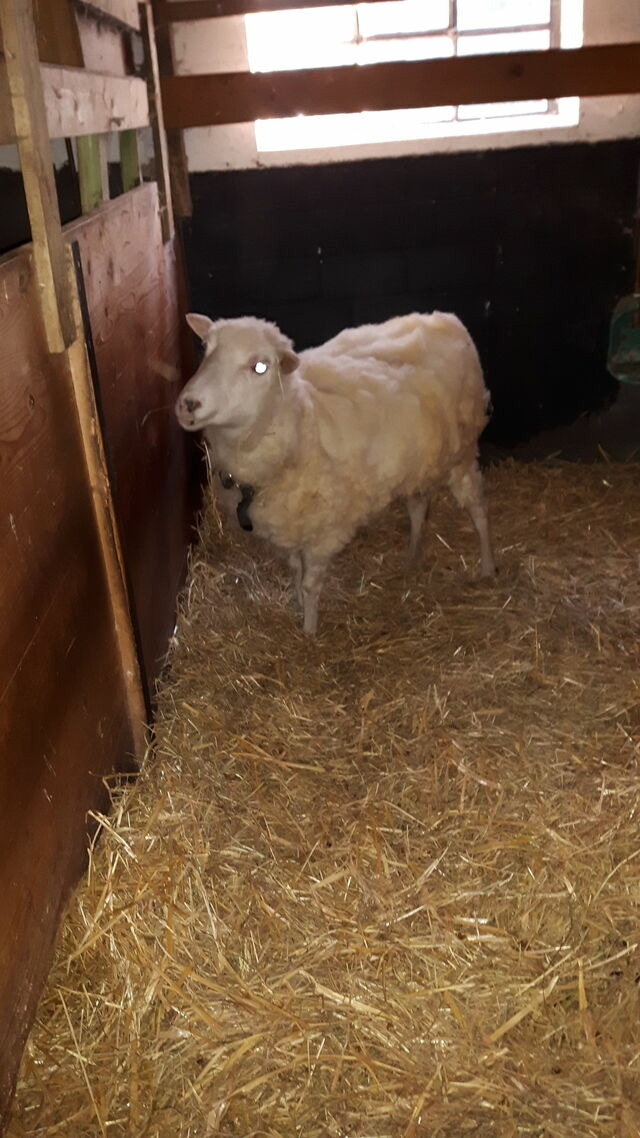 Ferienwohnung in Fehmarn OT Petersdorf - G&auml;stehaus Nielson - Wohnung "Buschwindr&ouml;schen" - Bild 21