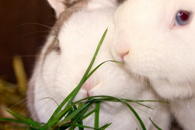 Ferienwohnung in Fehmarn OT Vitzdorf - Ferienhof Mau "Appartementhaus Gr&uuml;n" - Bild 6