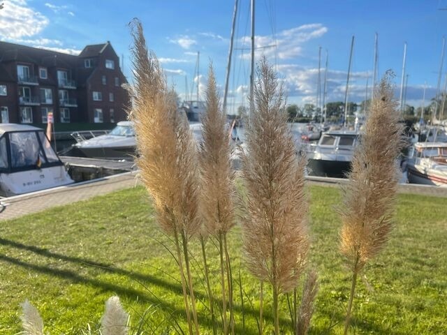 Ferienwohnung in Ueckermünde - Lagunenstadt am Haff Fewo 125 - Yarn - Bild 12