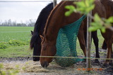 Ferienhaus in Fehmarn OT Ostermarkelsdorf - "Lütt Huus" - Bild 11