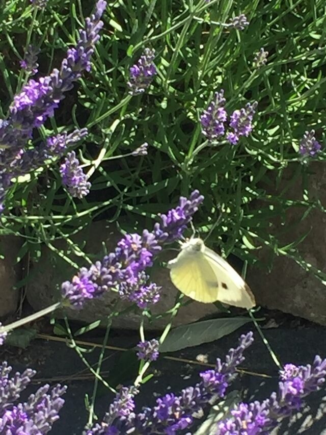 Ferienhaus in Zierow - Ambiente am Meer - Bild 7