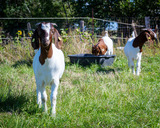 Ferienwohnung in Fehmarn OT D&auml;nschendorf - Osterhof Fehmarn - Villa Agni - Bild 21