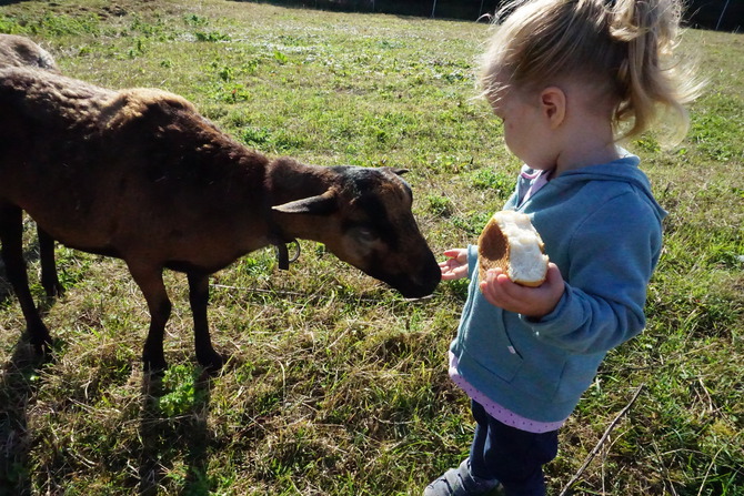 Ferienwohnung in Grube - Ferienhof Stoldt - unser Schaf Lotta