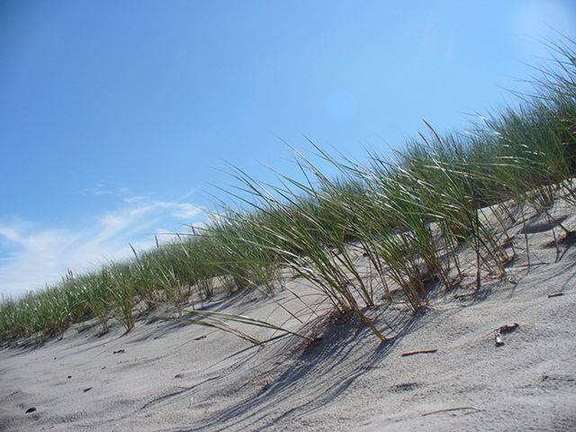 Ferienwohnung in Ostseeheilbad Zingst - Villa Morgentied, FW 7 - Bild 23