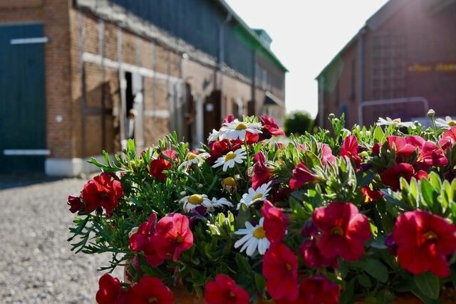 Ferienwohnung in Fehmarn - Knusthof Lafrenz - Apfelhofblick - Bild 12