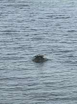 Ferienwohnung in Steinbeck - MP 4 Meerjungfrau - Bild 14