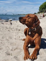 Ferienwohnung in Fehmarn OT Sahrensdorf - Ferienwohnung "Achtern Huus" - Bild 8 Ferienwohnung in Fehmarn OT Sahrensdorf - Ferienwohnung "Achtern Huus" - Bild 8