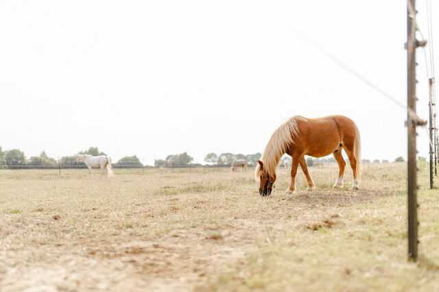 Ferienhaus in Fehmarn OT Staberdorf - Backhaus 2 - Bild 19