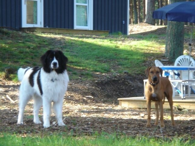 Ferienhaus in Baabe - Haus Landseer - Baabe - Bild 20