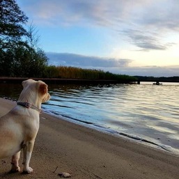 Projekt Ferienhaus am See - Fellnasen Willkommen