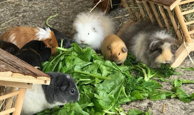 Ferienwohnung in Fehmarn OT Staberdorf - Tenne 1, inkl. 1 Parkplatz - Bild 17