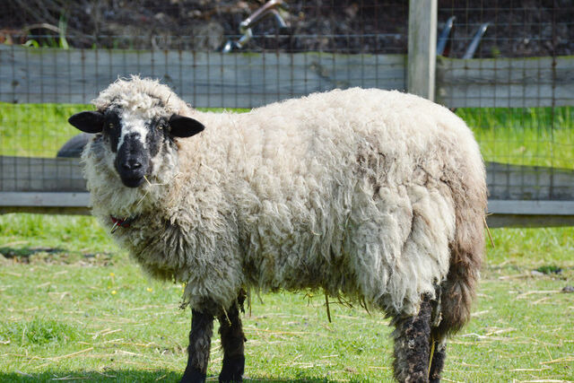 Ferienwohnung in Fehmarn OT Staberdorf - Tenne 1, inkl. 1 Parkplatz - Bild 23
