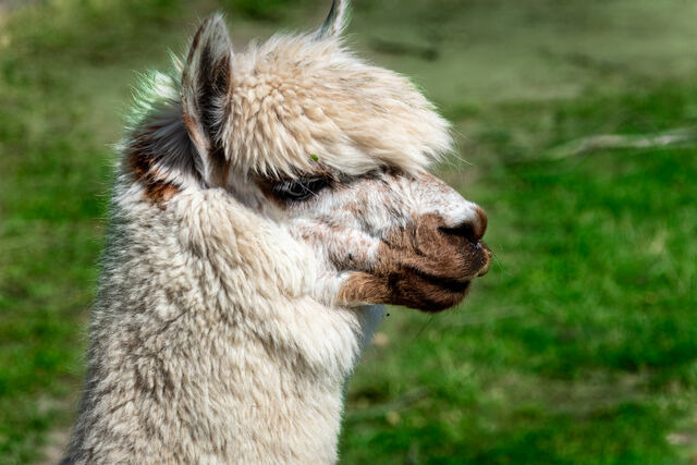 Ferienwohnung in Fehmarn OT D&auml;nschendorf - Osterhof Fehmarn - Casa Foresta - Bild 19