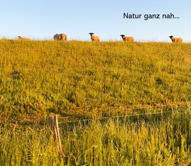 Ferienwohnung in Wendtorf - Leuchtfeuer - Bild 17