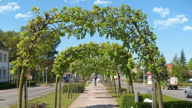 Ferienwohnung in Baabe - Ferienwohnung 8/3 - Bild 17