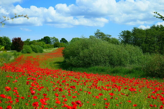 Ferienwohnung in Gelting-Niesgrau - Ferienwohnung Hafenblick Ferienhof Geltinger Bucht - Bild 14 Ferienwohnung in Gelting-Niesgrau - Ferienwohnung Hafenblick Ferienhof Geltinger Bucht - Bild 14