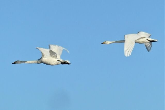 Ferienwohnung in Gelting-Niesgrau - Ferienwohnung Hafenblick Ferienhof Geltinger Bucht - Bild 20 Ferienwohnung in Gelting-Niesgrau - Ferienwohnung Hafenblick Ferienhof Geltinger Bucht - Bild 20