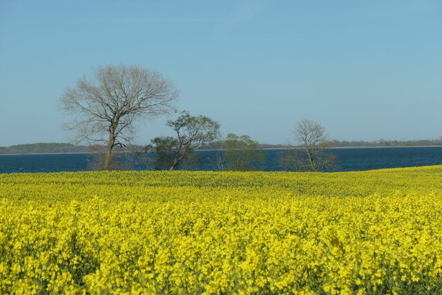 Ferienwohnung in Gelting-Niesgrau - Ferienwohnung Hafenblick Ferienhof Geltinger Bucht - Bild 21 Ferienwohnung in Gelting-Niesgrau - Ferienwohnung Hafenblick Ferienhof Geltinger Bucht - Bild 21
