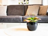 Ferienwohnung in Kellenhusen - Im Sonnengarten Erholungsoase - Bild 7