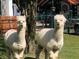 Ferienwohnung in Wangels - G&ouml;nn dir eine Auszeit mit Familie und Sauna - Bild 11